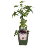 Rubus fruticosus 'Thornless Evergreen' - Dornenlose Brombeere - ↕45cm - Ø13cm
