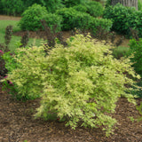 Green boutiQ - Terrasplant - Japanse Esdoorn - Acer palmatum Methamorphosa - Groen - 2 Planten - Bladverliezend - Pot 19cm Hoogte 70cm