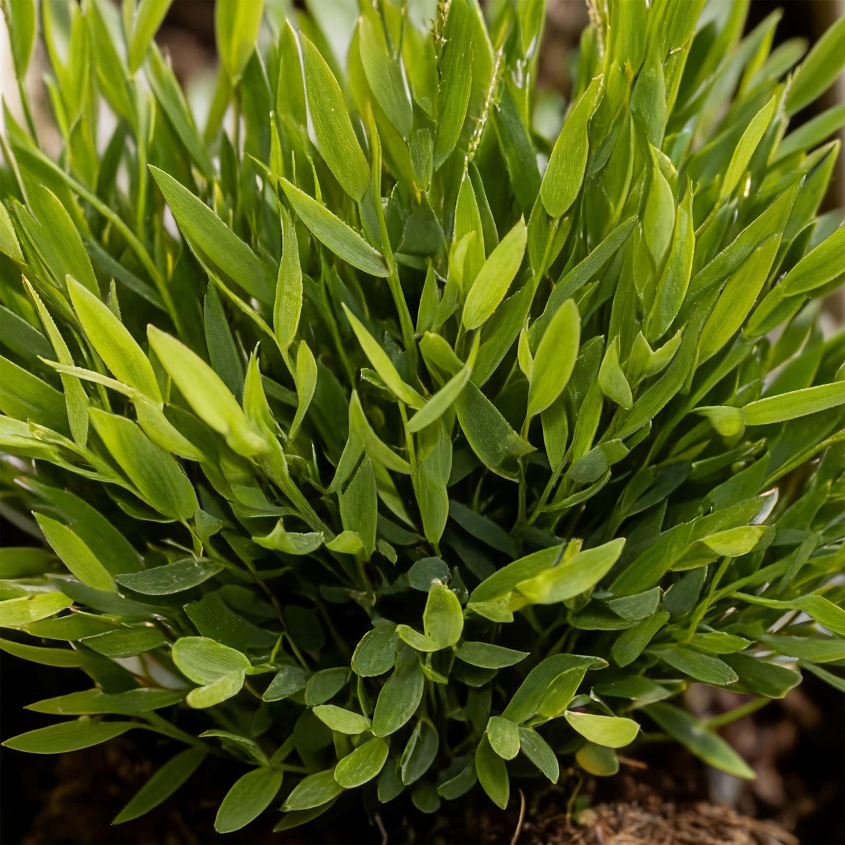 Bamusa Pogonatherum Monica - Bamboegras - Huisdiervriendelijke Plant - Groen - 1 Plant - met Potter Grijs - Pot 12cm - Hoogte 20cm