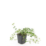 48x Vinca minor 'Gertrude Jekyll' - ↕10-25cm - Ø9cm