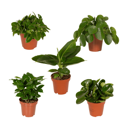 Verrassingsbox - ↕25cm - Ø12cm - x5
