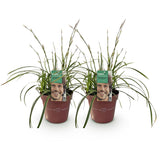 Green boutiQ - Siergrassen - Carex morrowii Ice Dance  - Wit & Groen - 2 Planten - Bladhoudend - Weinig Onderhoud - Pot 17cm Hoogte 50cm