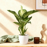 Diefenbachia Tropic Snow - Dieffenbachia - Weinig onderhoud - Groen - 1 Plant - met Potter Wit - Pot 21cm - Hoogte 90-100cm
