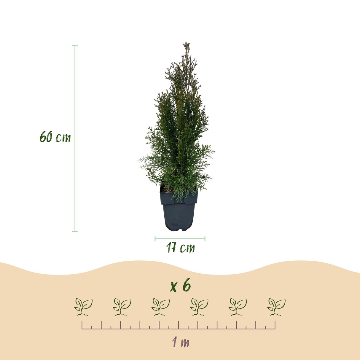 Green boutiQ - Haagplanten - Thuja occidentalis Smaragd - blad groen - 6 planten - 1 strekkende meter - groenblijvend - pot 17cm hoogte 60cm