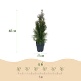 Green boutiQ - Haagplanten - Thuja occidentalis Smaragd - blad groen - 6 planten - 1 strekkende meter - groenblijvend - pot 17cm hoogte 60cm