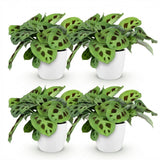 Maranta Fascinator Kerchoveana - Zebraplant - Huisdiervriendelijke Plant - Groen - 4 Planten - met Potter Wit - Pot 12cm - Hoogte 25cm