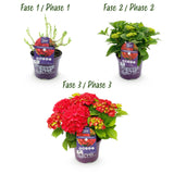 Green boutiQ - Terrasplant - Hortensia - Hydrangea Forever & Ever - Rood - 7-12 Bloemen - 2 Planten - Pot 23cm Hoogte 55cm
