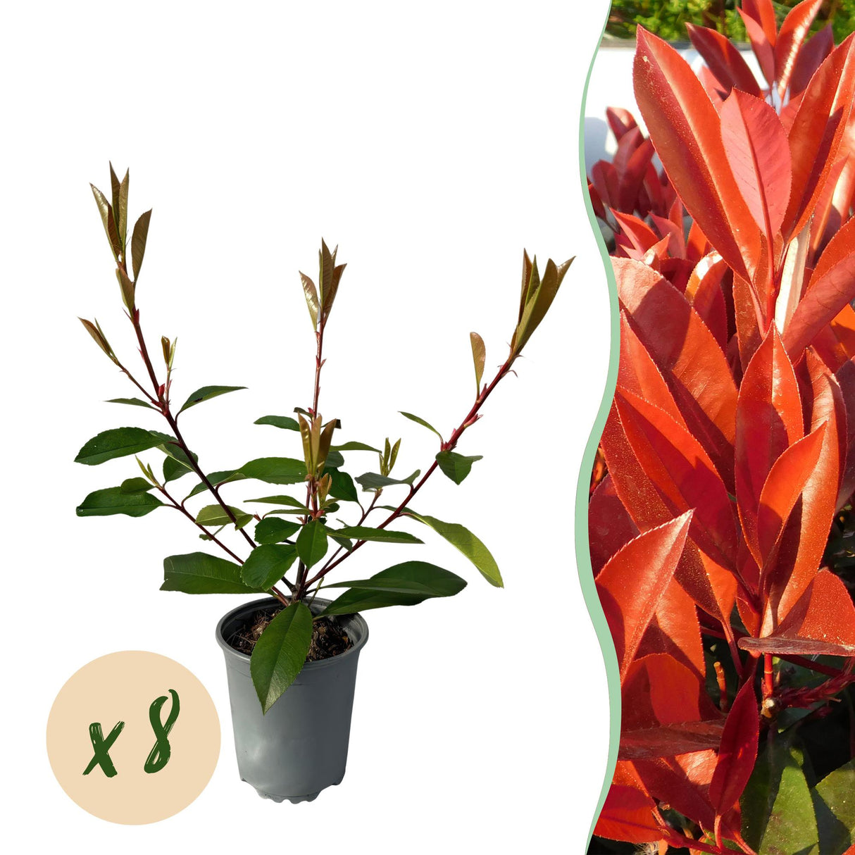 Green boutiQ - Haagplanten - Photnia fraseri Red Robin - blad rood groen  - 8 planten - 1 strekkende meter - groenblijvend - pot 9cm hoogte 30-35cm