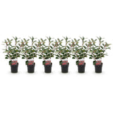 Green boutiQ - Haagplanten - Photinia fraseri Red Robin - groen rood  - 6 planten - 1 strekkende meter - groenblijvend - pot 17cm hoogte 50cm