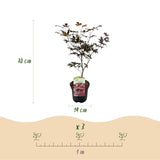 Green boutiQ - Terrasplant - Japanse Esdoorn - Acer palmatum Bloodgood - Rood - 2 Planten - Bladverliezend - Pot 19cm Hoogte 70cm