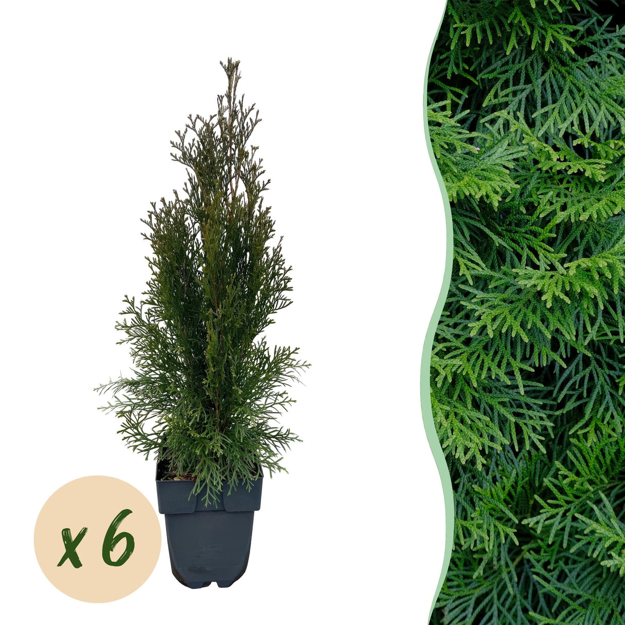 Green boutiQ - Haagplanten - Thuja occidentalis Smaragd - blad groen - 6 planten - 1 strekkende meter - groenblijvend - pot 17cm hoogte 60cm