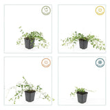 48x Vinca minor 'Gertrude Jekyll' - ↕10-25cm - Ø9cm