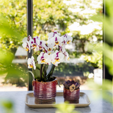 Kolibri Home | Aura Dekotopf - Ø9cm