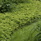 48x Pachysandra term. 'Green Carpet' - ↕10-25cm - Ø9cm