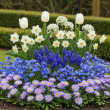 Green boutiQ - Bloembollen - Bulb Garden Blue mix - Diversen soorten - Kleur Blauw - 125 stuks - Gift Verpakking
