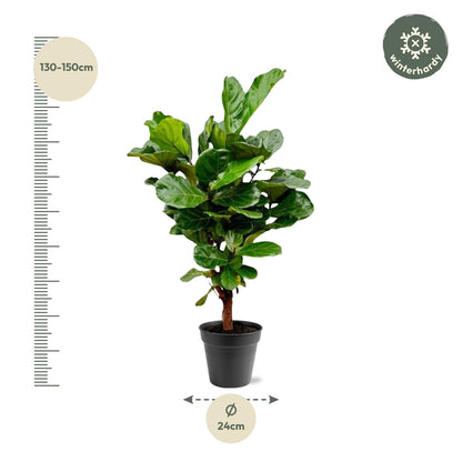 Ficus Lyrata vertakt - 140-160cm - ø 27-30cm