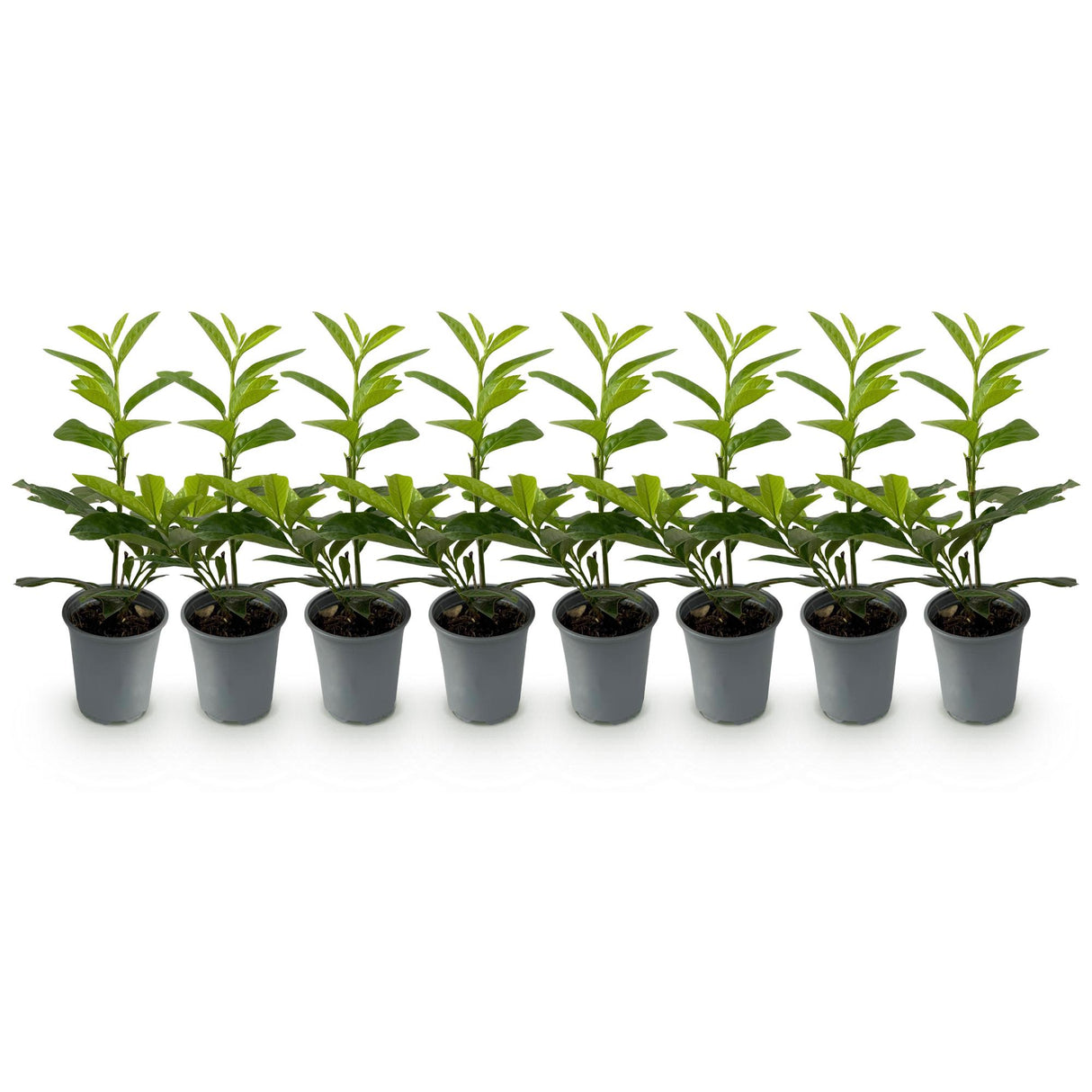 Green boutiQ - Haagplanten - Prunus laurocerasus Novita - blad groen - 8 planten - 1 strekkende meter - groenblijvend - pot 9cm hoogte 30-35cm