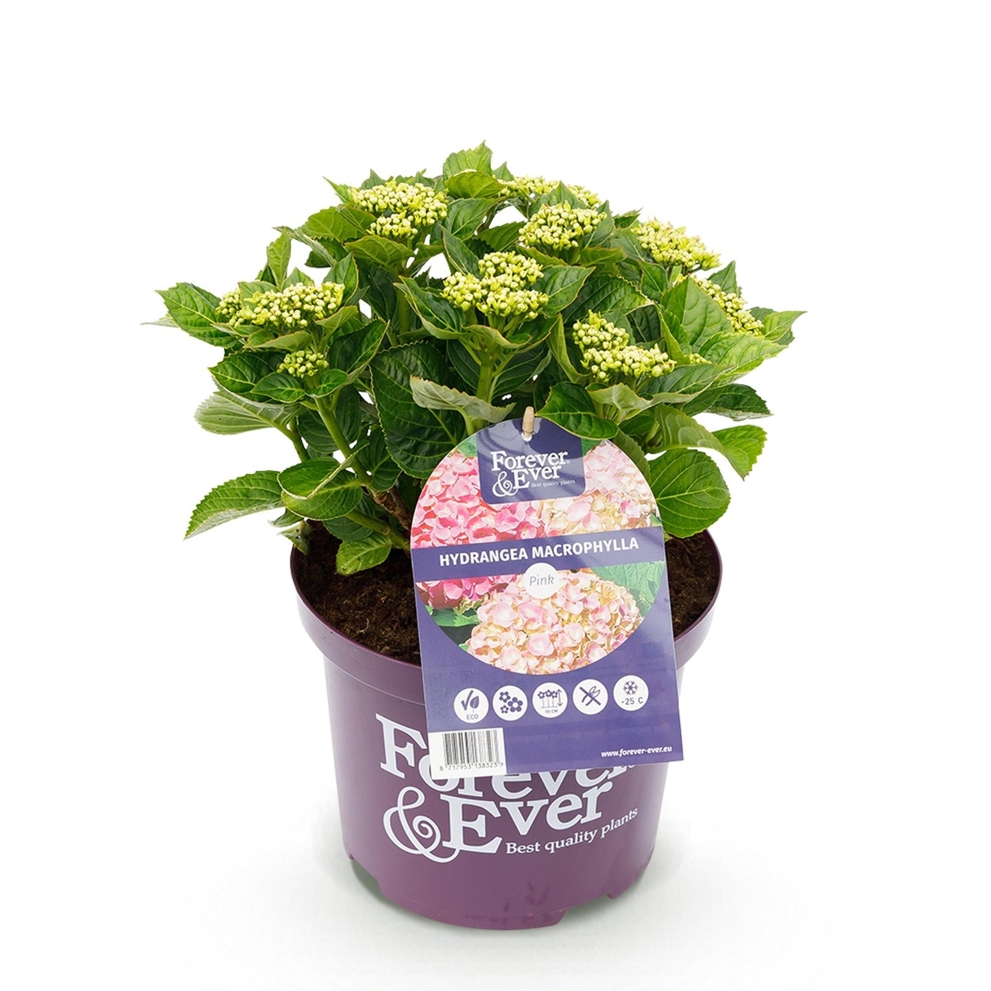 Hortensia - Hydrangea Forever & Ever - Roze - 7-12 Bloemen - Pot 23cm Hoogte 55cm