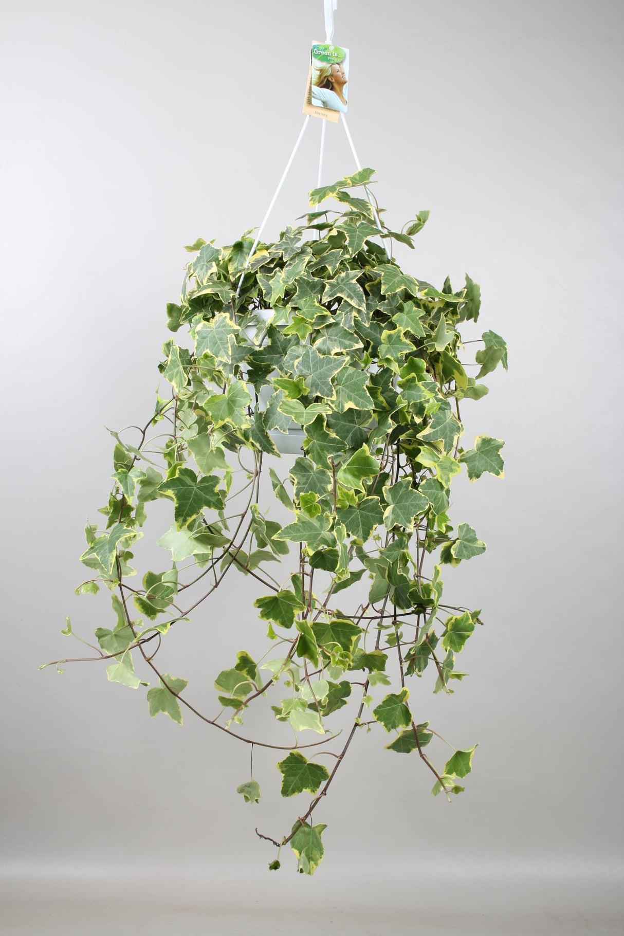 Lierre / Hedera Helix Plante Suspendue - Ø24cm - ↕60cm