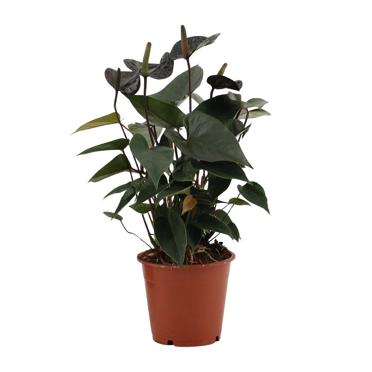 Flamingoplant / Anthurium – ↕36cm – ⌀12cm