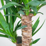 Yucca Elephantipes avec Viber noir - 90cm - Ø21