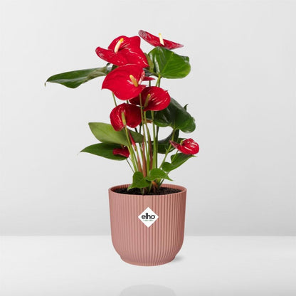 Flamingoplant / Anthurium – ↕30cm – ⌀12cm – in roze pot