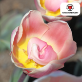Tulpenzwiebeln Apricot Delight – 20 Stück | KH Bloembollen® | Rosa Apricot Tulpe – Sanft & Frisch – Geschenk für Garten oder Topf – Größe 11/12 – Frisch vom Züchter!