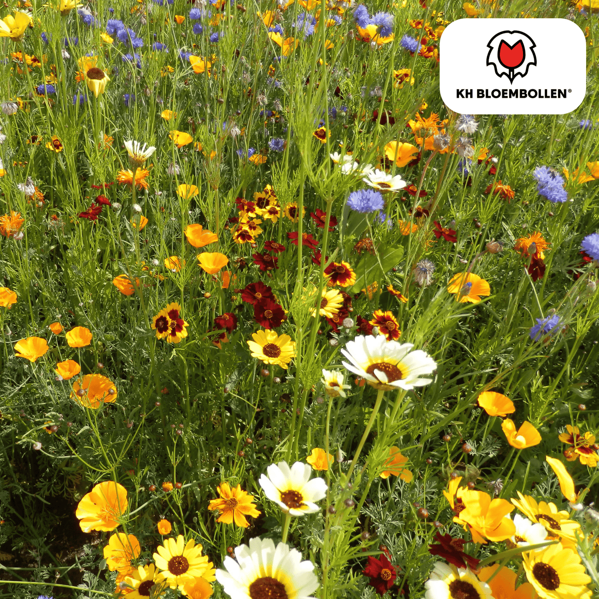 Mélange de Graines de Fleurs Sauvages – 100 grammes | Bon pour les Abeilles, Papillons & la Biodiversité | ± 30–50 m²