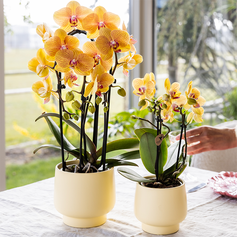 Kolibri Orchids | gele Phalaenopsis orchidee - Lima - potmaat Ø9cm | bloeiende kamerplant - vers van de kweker