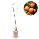 Pruimen boom - Prunus domestica Victoria - Rode Pruim - Pot 21cm Hoogte 90cm