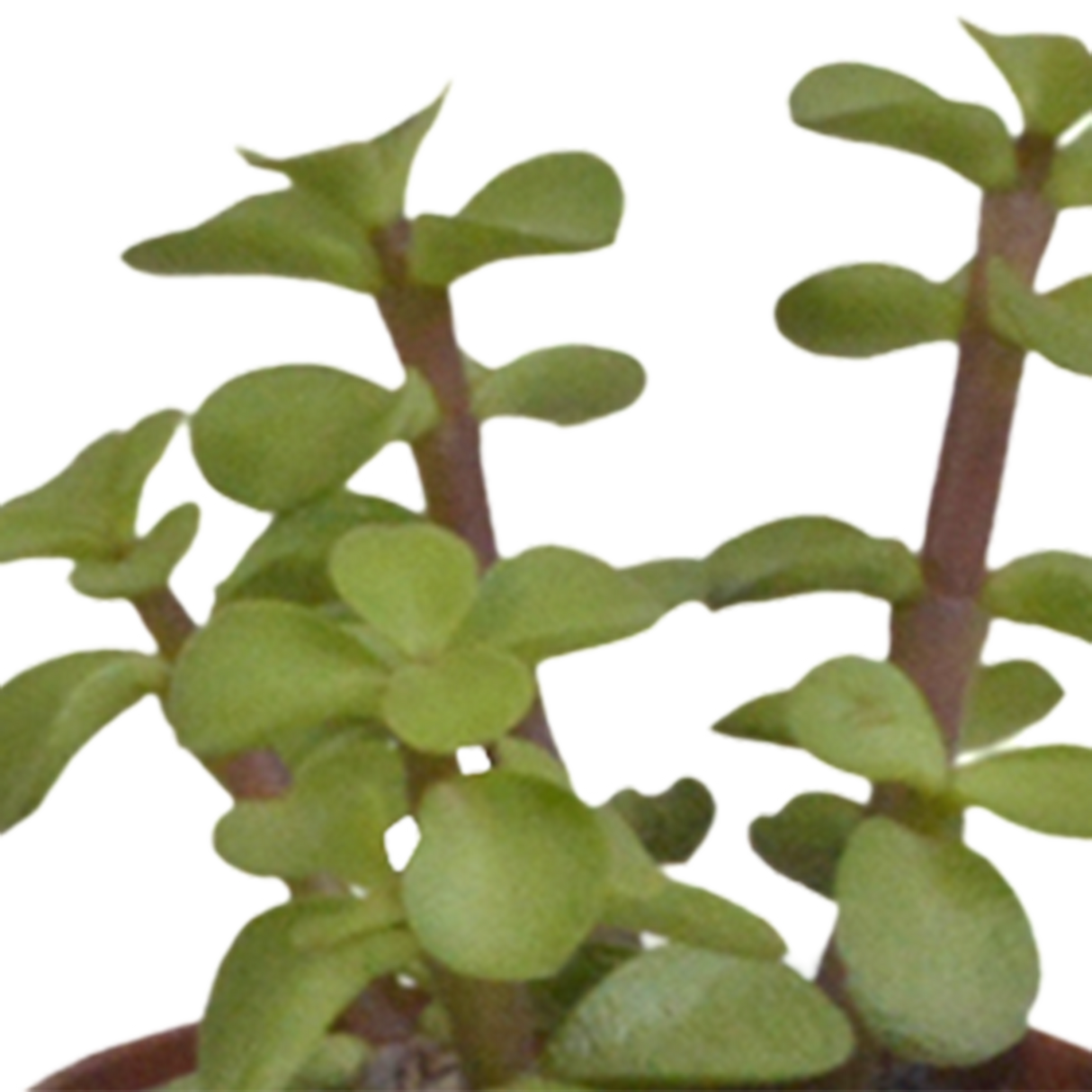 Vetplanten mix 5.5 cm - 5x - in witte pot