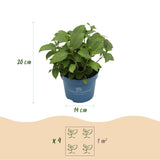 Green boutiQ - Tuinplant - Hydrangea Endles Summer The Bride - Hortensia - Winterhard - Wit - 2 Planten - Pot 14cm - Hoogte 20-25cm