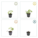 60x Geranium sang. 'Album' - ↕10-25cm - Ø9cm