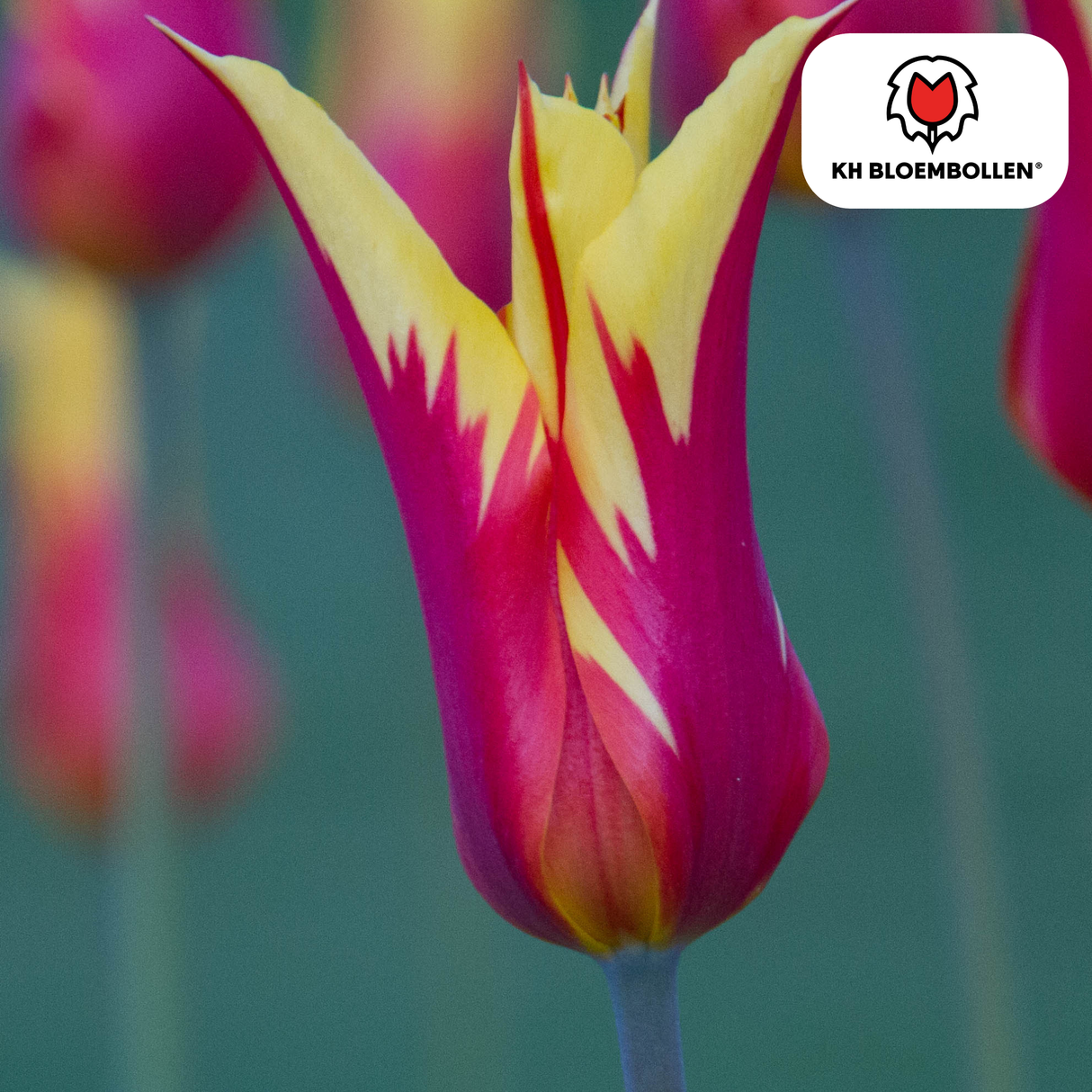 Tulpenbollen Fire Wings – 20 Stuks | KH Bloembollen® | Rood-Geel Gevlamde Tulp – Vurig & Opvallend – Voor Tuin of Pot – Maat 11/12 – Vers van de Teler