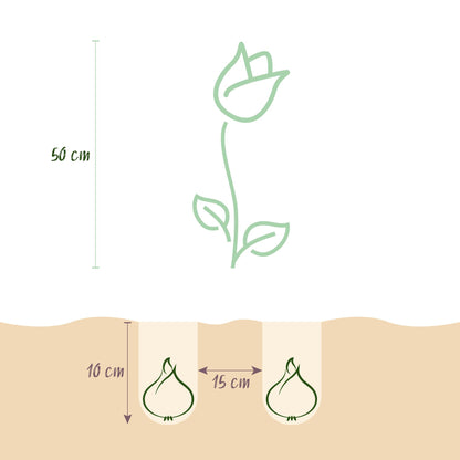 Green boutiQ - Bloembollen - Tulp Triumph White - Kleur Wit - 15 stuks - Bolmaat 11/12 - XXL Pack