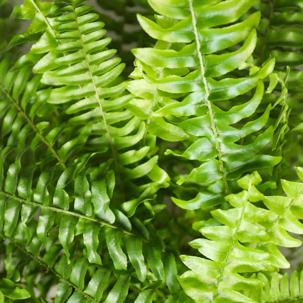 Nephrolepsis exaltata Green Lady - Varen - Huisdiervriendelijke Plant - Groen - 4 Planten - met Potter Grijs - Pot 12cm - Hoogte 25cm