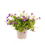 Géranium Rozanne Violet Ø19cm - ↕20cm - Ø30cm