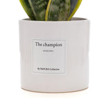 Sansevieria Gift "The Champion" WITH GREETING CARD! - Ø12cm - ↕30cm