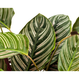 Slaapplant / Calathea Ornata Sanderiana - ↕70cm - Ø27cm