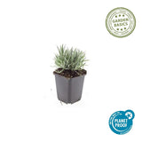 24x Lavandula int. 'Edelweiss' - ↕10-25cm - Ø9cm
