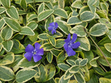 24x Vinca minor 'Blue and Gold' - ↕10-25cm - Ø9cm