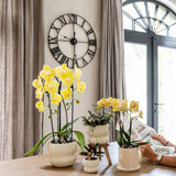 Kolibri Orchids | Gele Phalaenopsis Orchidee - Blossom Lima in Melody Sierpot - Ø9 cm
