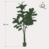 Kunstplant - Ficus Lyrata - Tabaksplant - 180 cm