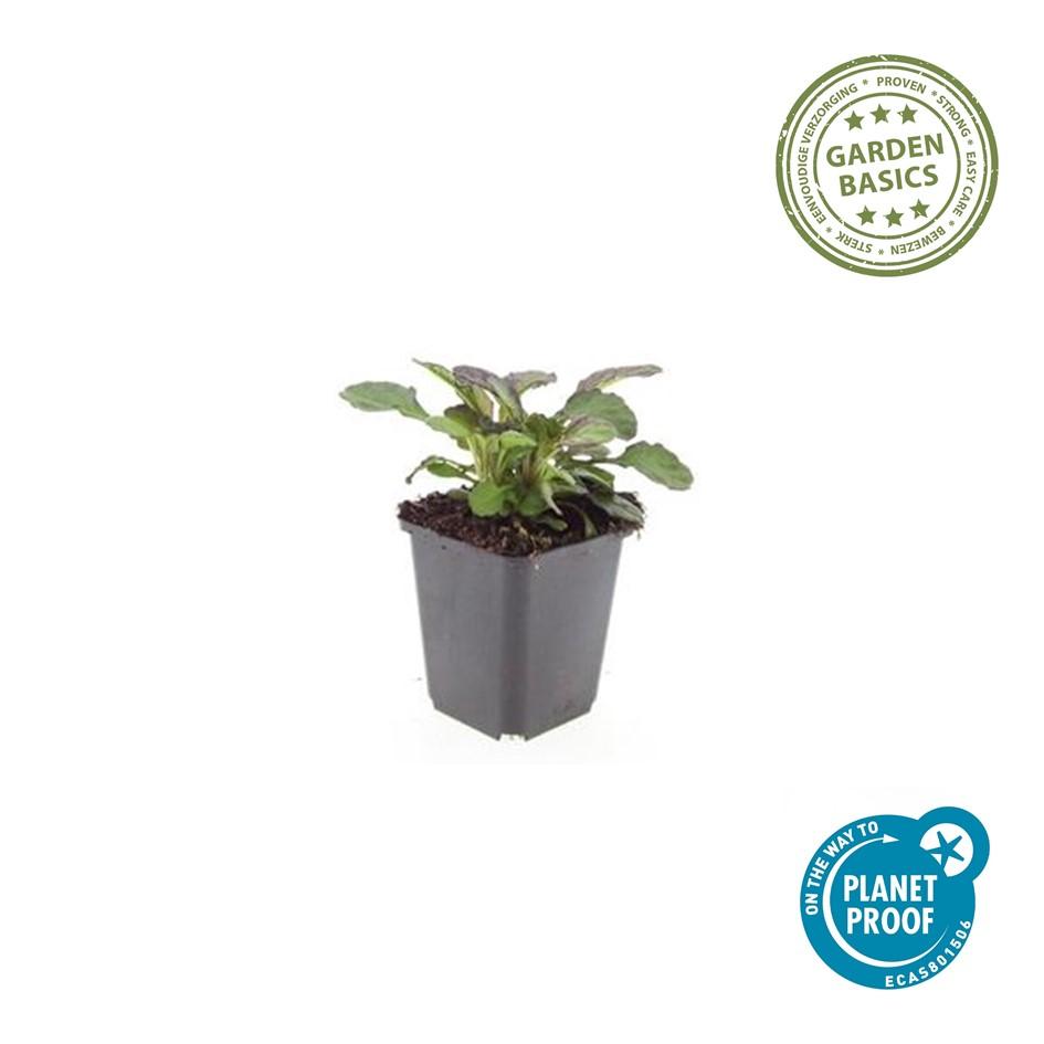 48x Ajuga reptans 'Catlin's Giant' - ↕10-25cm - Ø9cm