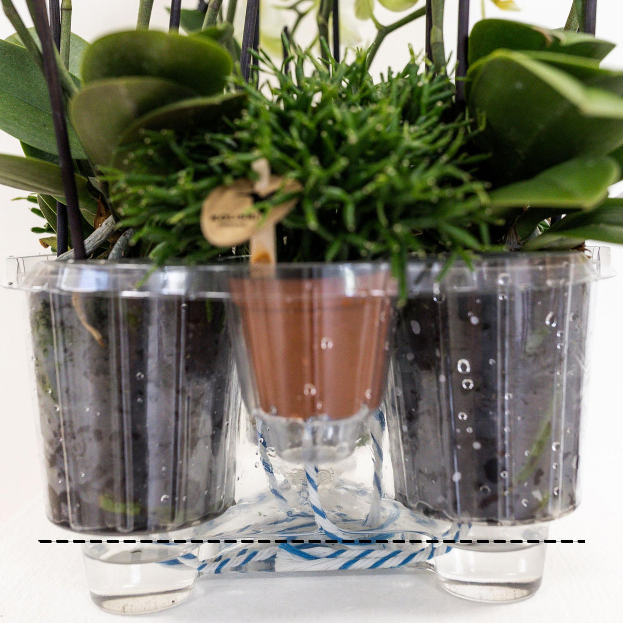 Kolibri Orchids | witte plantenset in Reed Basket incl. waterreservoir | drie witte orchideeën Lausanne 9cm en drie groene planten | Jungle Bouquet wit met zelfvoorzienend waterreservoir