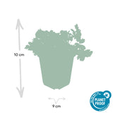 40x Waldsteinia ternata - ↕10-25cm - Ø9cm