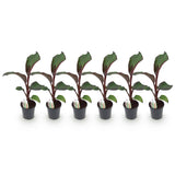 Green boutiQ - Obstpflanze - Bananenpflanze - Ensete ventricosum Maurelli - Winterhart - 6 Pflanzen - Topf 17cm Höhe 40cm
