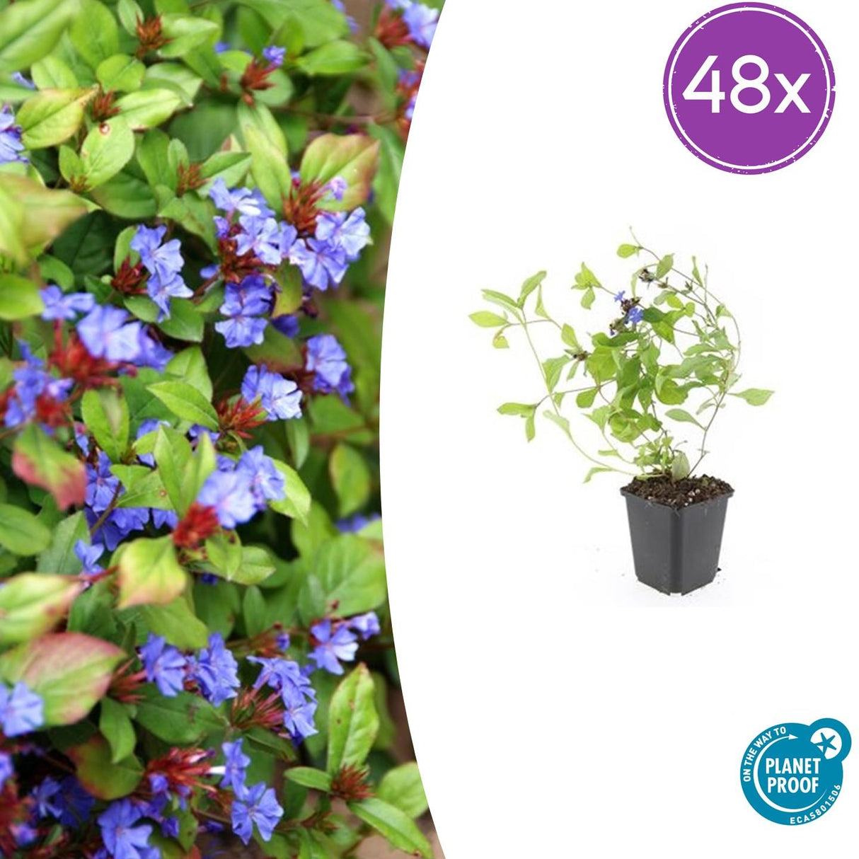 48x Ceratostigma plumbaginoides  - ↕10-25cm - Ø9cm