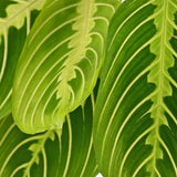 Maranta Fascinator Lemon Lime - Gebedsplant - Huisdiervriendelijke Plant - Groen - 4 Planten - met Potter Grijs - Pot 12cm - Hoogte 25cm