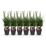 Green boutiQ - Haagplanten - Taxus media Hilii - blad groen - 6 planten - 1 strekkende meter - groenblijvend - pot 17cm hoogte 60cm